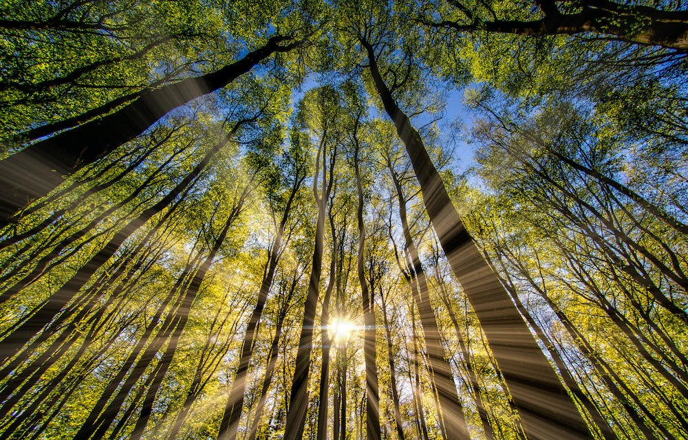 Sunlight shining through the forest canopy