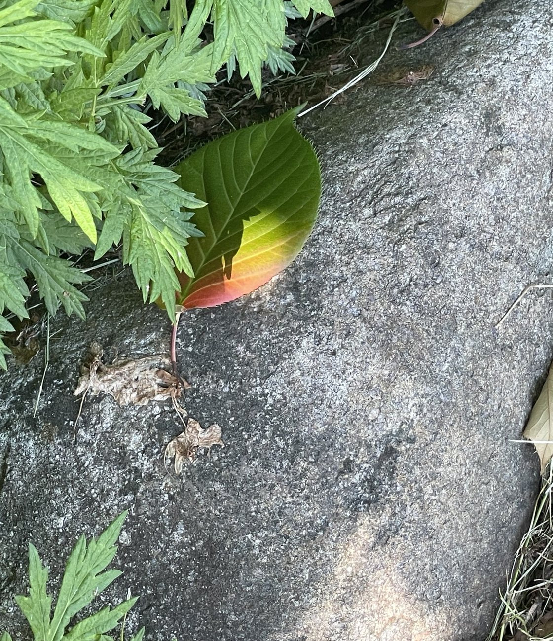 Changing leaf against stone, representing a resilient foundation