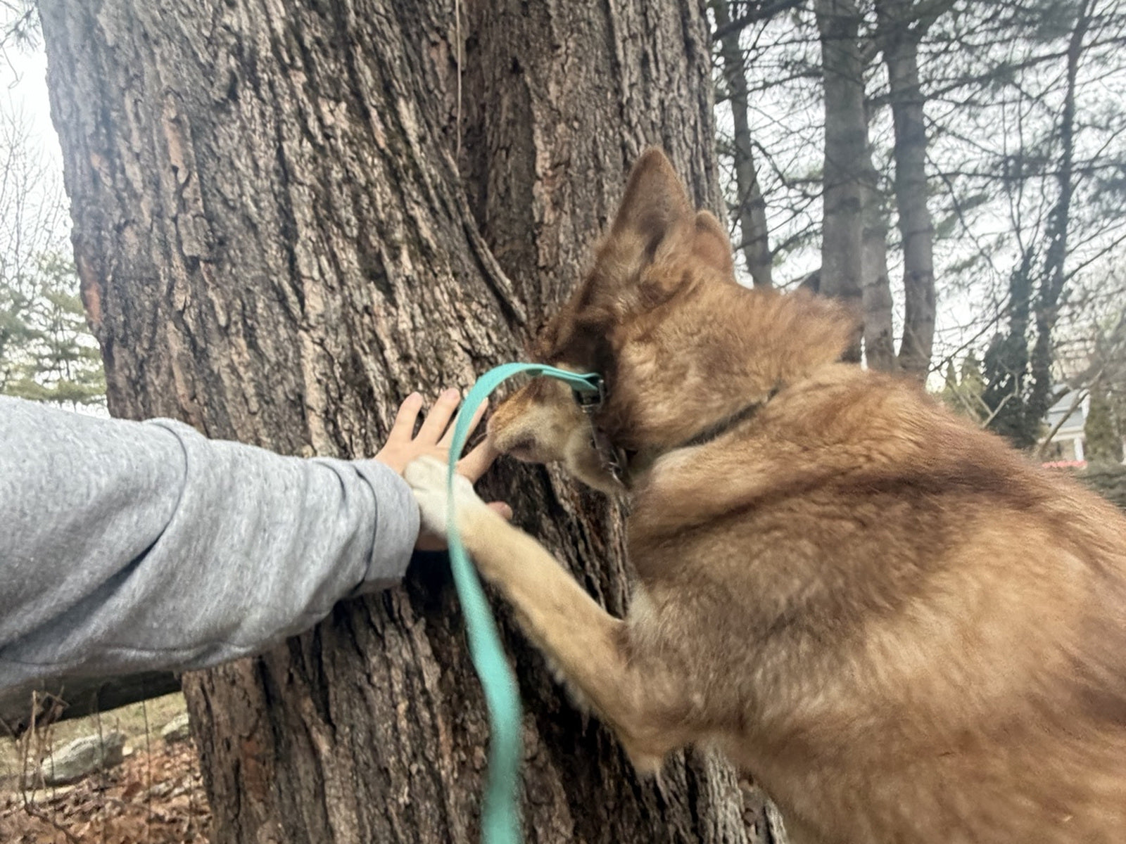 Simba and Adam connecting beside a rooted tree, their hands and paw resting against its trunk